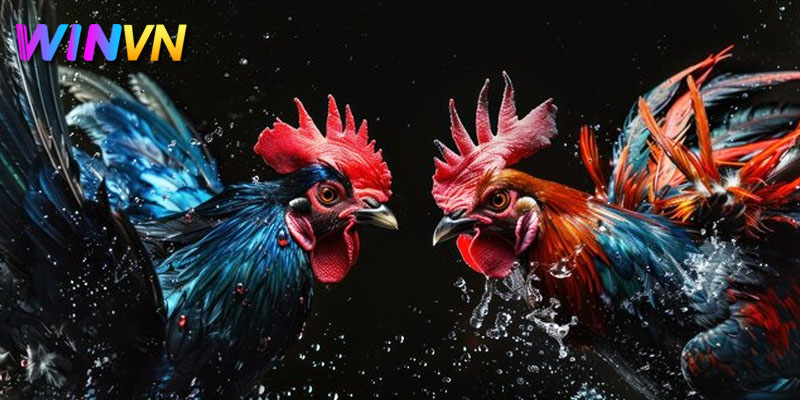 Tìm hiểu về luật phân hạng gà đá cho kê thủ mới nhất 2024 3 hướng dẫn cách phân hạng gà chọi
